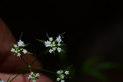 Trachyspermum