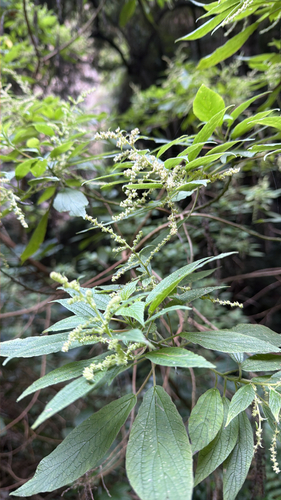 Gesnouinia arborea, photograph 6