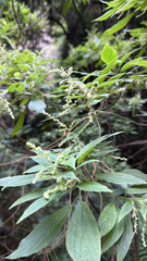 Gesnouinia arborea, photograph (c) William Stephens, some rights reserved (CC BY)