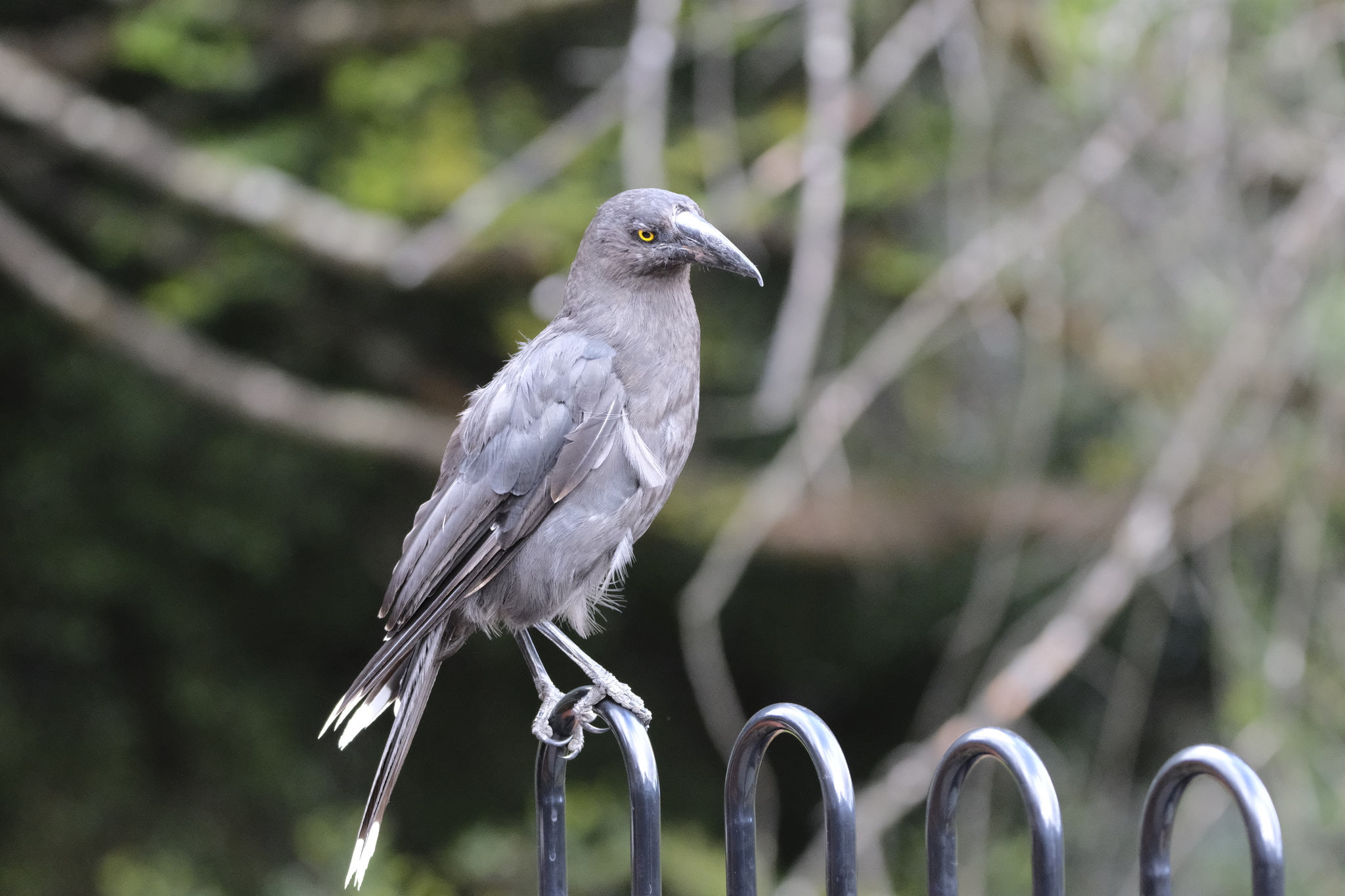 Black Currawong (Strepera fuliginosa), photo 5