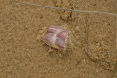 Megabalanus tintinnabulum