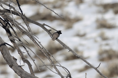 Clark's Nutcracker (Nucifraga columbiana), photo 7