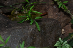 Trachyspermum