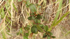 Rhododendron lasiostylum