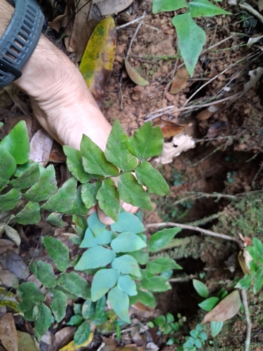 Stalked maidenhair (Adiantum petiolatum)
