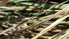 Arabicnemis caerulea