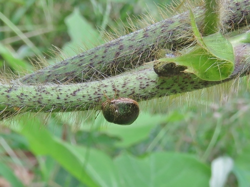 Kudzu Bug photo 6
