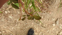 Rhododendron lasiostylum