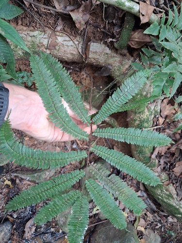 Adiantum pulverulentum, photograph 4