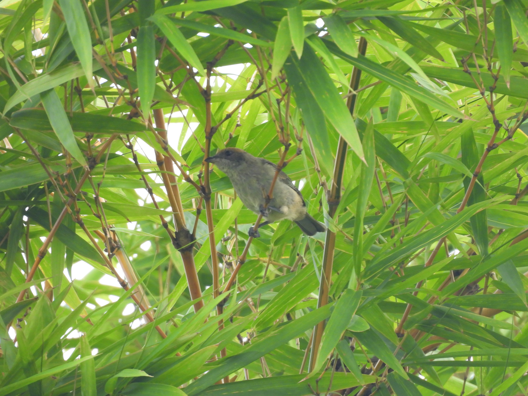 Scrub Tanager (Stilpnia vitriolina), photo 9