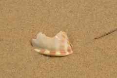 Phalium areola