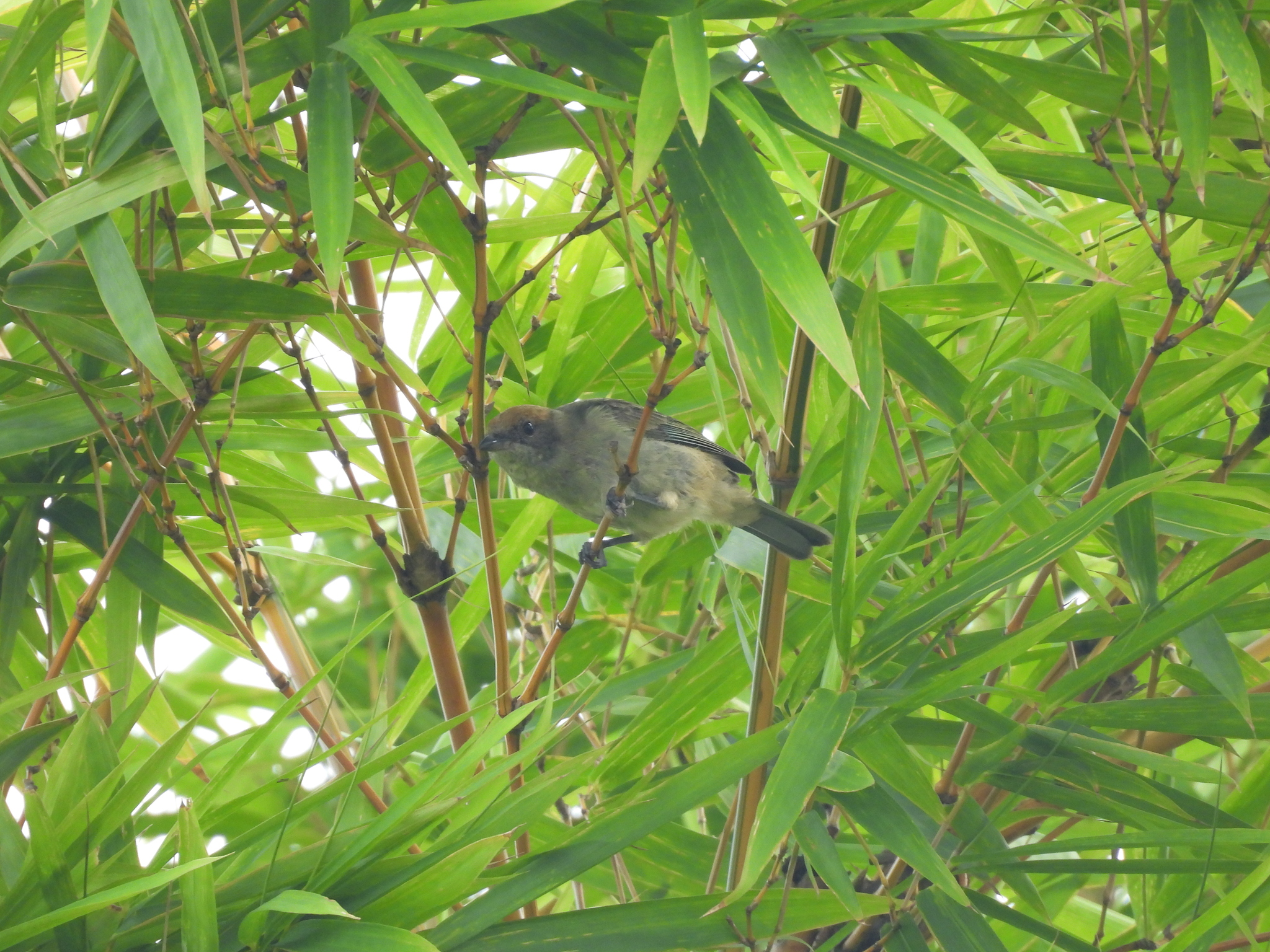 Scrub Tanager (Stilpnia vitriolina), photo 10