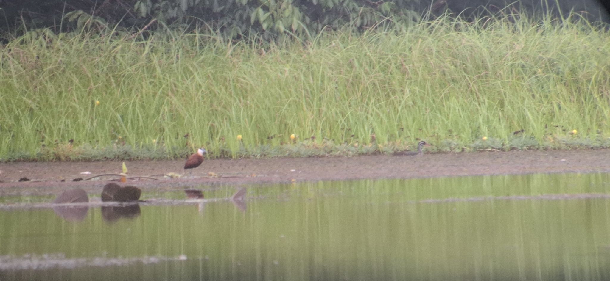African Finfoot (Podica senegalensis), photo 3