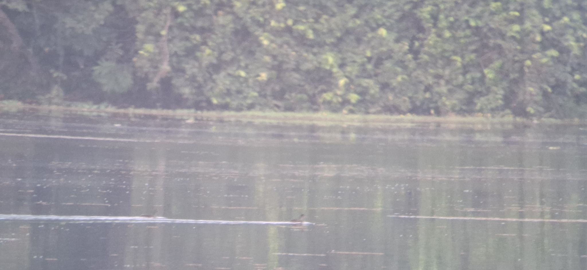 African Finfoot (Podica senegalensis), photo 4