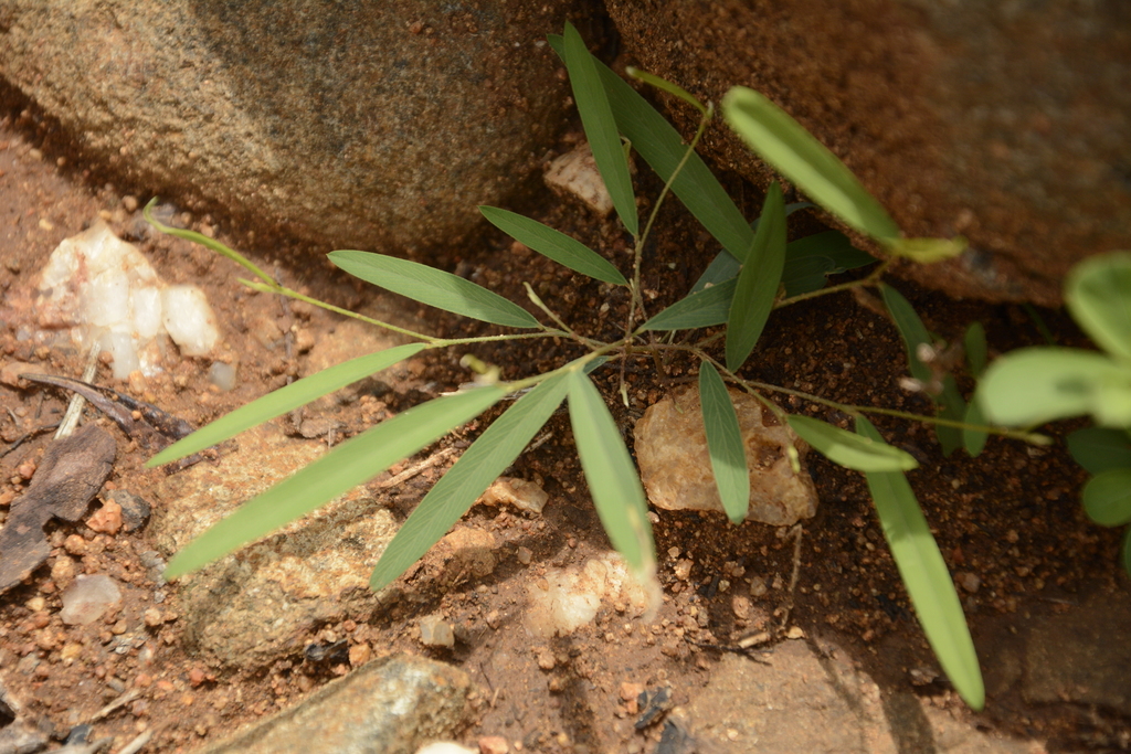 Tephrosia strigosa