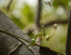 Ceropegia bulbosa