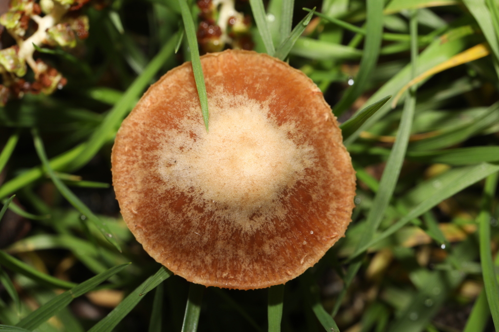 Tubaria furfuracea · February 2026 · photo: © steve_mcwilliam (iNaturalist, cc0)
