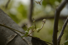 Ceropegia bulbosa