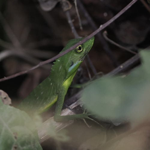 Burmese Green crested lizard, Bronchocela burmana