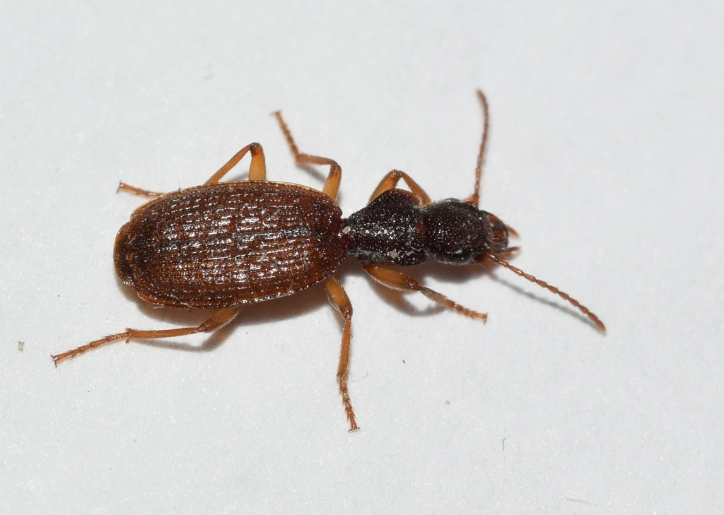 Trymosternus