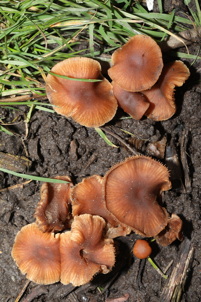 Tubaria furfuracea · February 2026 · photo: © steve_mcwilliam (iNaturalist, cc0)