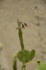 Caralluma adscendens
