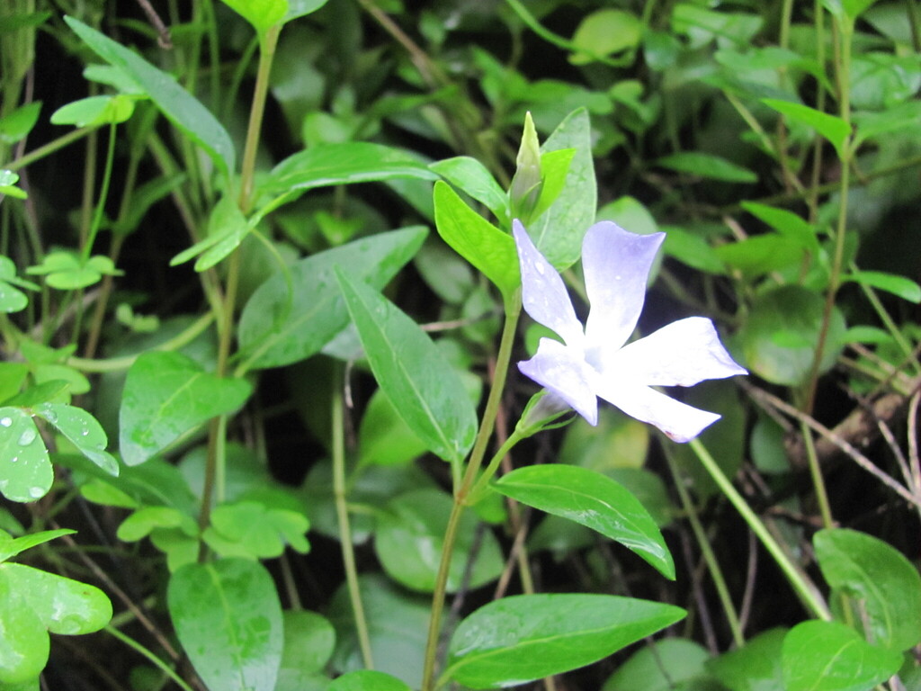 Vinca difformis (Vinca difformis)
