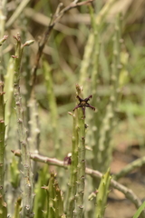 Caralluma adscendens