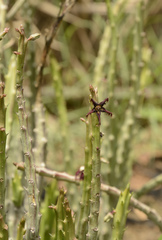 Caralluma adscendens