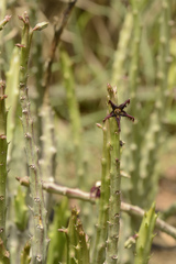 Caralluma adscendens
