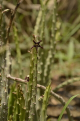 Caralluma adscendens