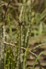 Caralluma adscendens