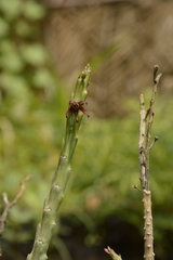 Caralluma adscendens