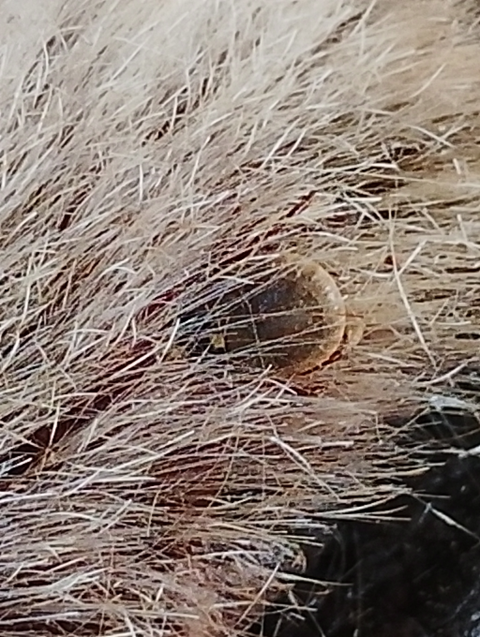 Amblyomma ovale Koch, 1844