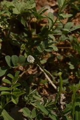 Tephrosia pumila