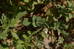 Tephrosia pumila