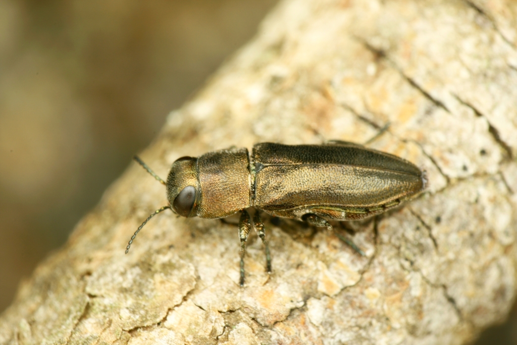 Anthaxia curlettii