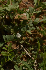 Tephrosia pumila