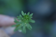 Galium verrucosum