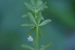 Galium verrucosum