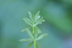 Galium verrucosum