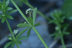 Galium verrucosum