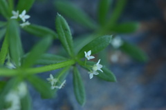 Galium verrucosum