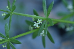 Galium verrucosum