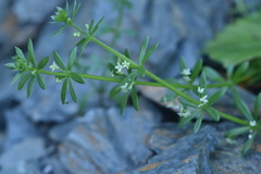 Galium verrucosum