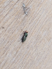Physiphora alceae