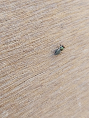 Physiphora alceae