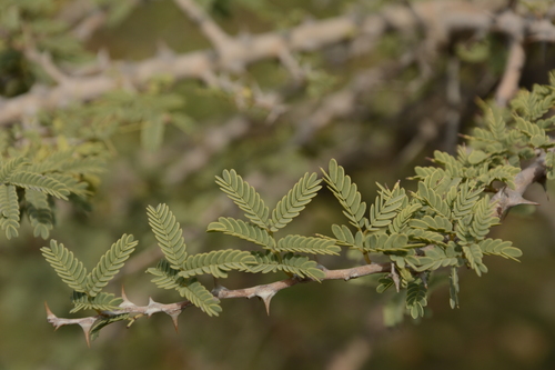 Image of Prosopis cineraria by (c) Siddarth Machado, some rights reserved (CC BY)