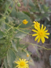 Senecio glaucus