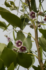 Oxystelma esculentum